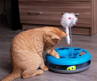 Cat Toys