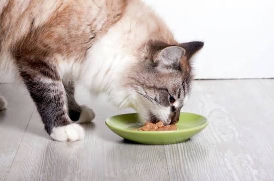 Cat Food