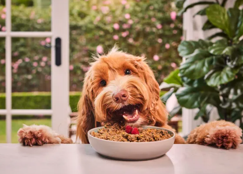 Dog Food